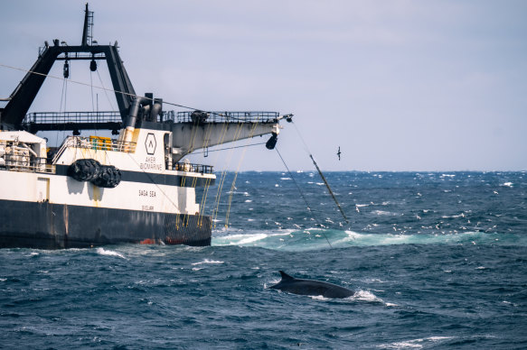 A whale swimming near a krill fishing boat on Sea Shepherd’s recent Antarctic voyage.