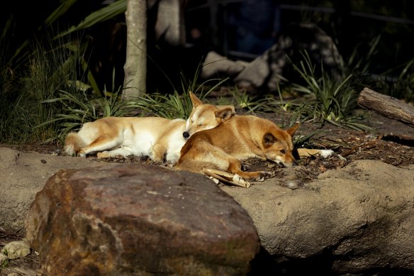 Mosman’s modern-day dingoes: Kep Kep and Warada chill out at Taronga Zoo on Tuesday.