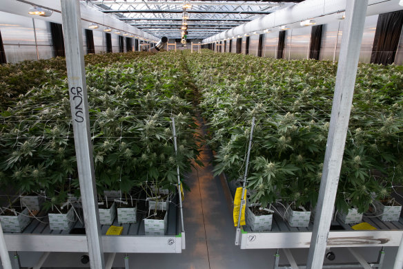 A medicinal cannabis farm at an undisclosed location in NSW that will legally produce large quantities of cannabis oil.