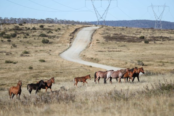 Horses are breeding in NSW, which borders alpine regions of Victoria and the ACT.