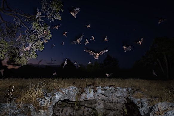 Critically endangered bent-wing bats are found only in south-west Victoria and south-east South Australia.
