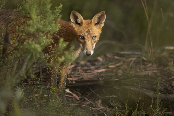 Sydney wildlife photographer Lucca Amorim won first prize for this photograph of a juvenile fox hunting for prey near Mudgee. 