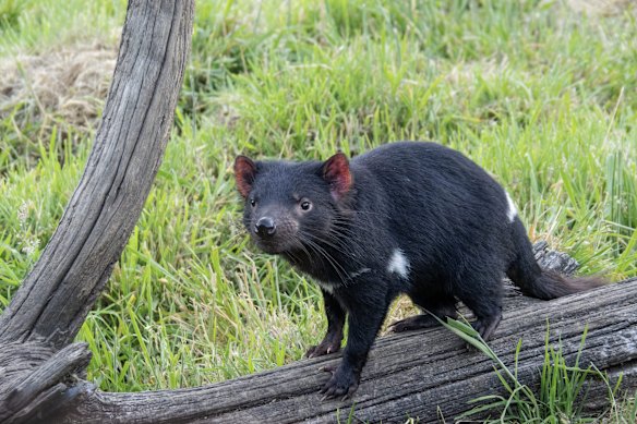 Aussie Ark hosts one of Australia’s largest breeding programs for Tasmanian devils in an area of NSW that is now flooded.