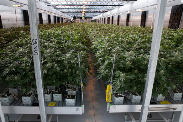 A medicinal cannabis farm at an undisclosed location in NSW that will legally produce large quantities of cannabis oil.