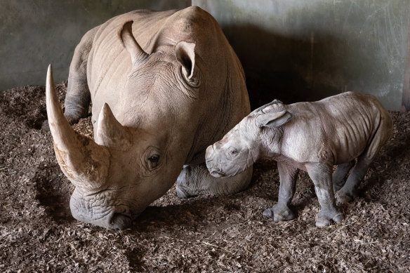 The calf will be named in the coming weeks.