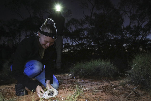 The Mitchell’s Hopping Mouse has returned to NSW after an absence of more than 150 years.