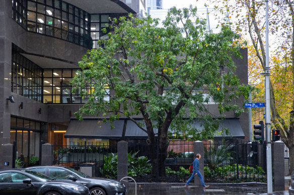 The Chinese honey locust in Bourke Street.