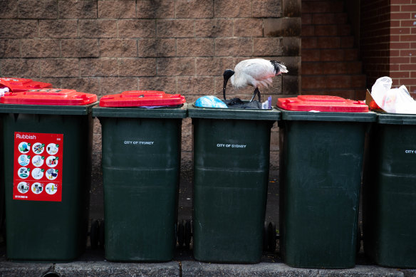 Sydney has its own, specifically Aussie invasion of a wild animal: the bin chicken.