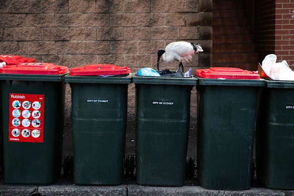 Ibises are a common native bird in Sydney.