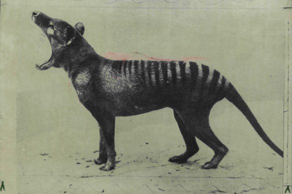 The last Thylacine (Tasmanian Tiger) died at Hobart zoo in 1936. It was declared extinct in 1986.