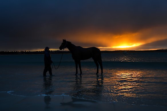 Field Of Lights from the Symon Wilde stable is seen during a trackwork session at Lady Bay beach in Warrnambool, Australia.