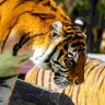 ‘Experienced’ Dreamworld handler attacked while walking tiger