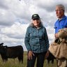 ‘It’s a disaster’: Farmers plead for more RATs as supply chain crunch worsens