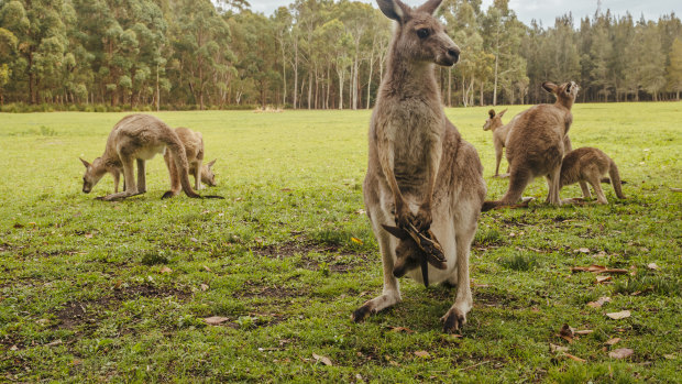 The end of soccer roos? US state moves to ban the sale of kangaroo parts