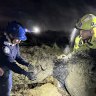 More than 10 firefighters spent two hours saving a calf from thick mud in Sydney’s west.