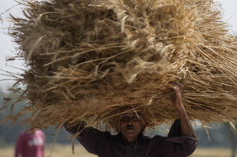 A farmer carries wheat crop after harvested on the outskirts of Jammu, India.