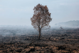 One tree remains after prolonged draught triggered a fire in rainforests in Aceh. 