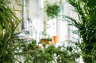 Bringing nature indoors is linked to a vast amount of health benefits.