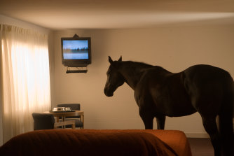 Animals in hotel rooms: Still from Doug Aitken’s migration (empire).