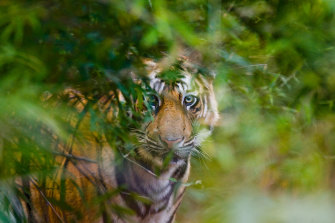 A Bengal tiger in the forests of India’s Bandhavgarh National Park. 