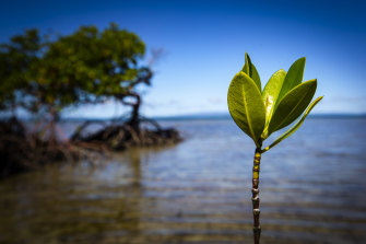 “Blue carbon” storage: Mangroves on the island can capture and store manmade carbon.