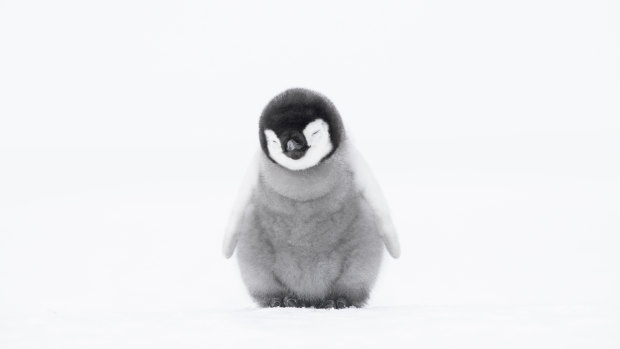 A 4-week-old Emperor penguin chick. 