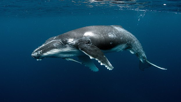 Whales, such as this humpback calf, can communicate with each other over vast distances. But noise pollution is making it harder for them to hear one other.