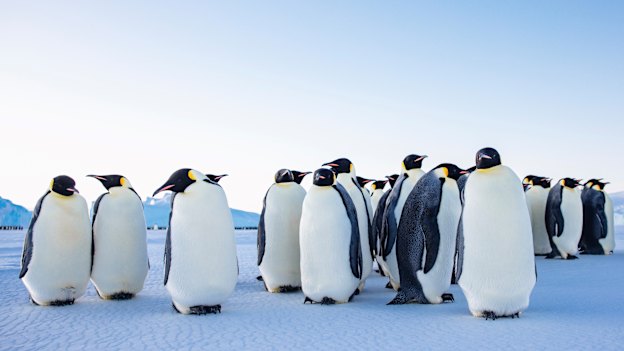 Emperor penguins at Auster Rookery near Mawson.