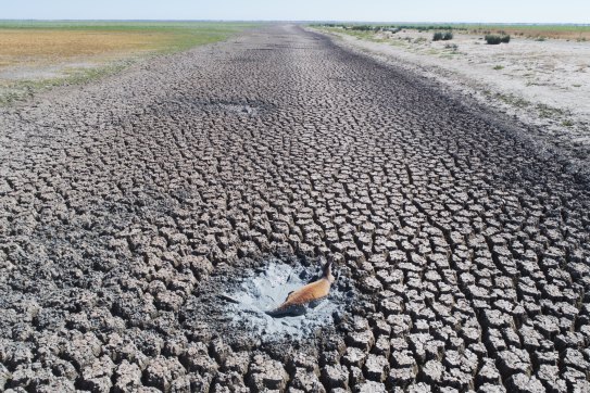 A dying kangaroo stuck in mud in the Menindee Lakes area of far-west NSW. IPCC projections are grim but not quite as alarming as reported before the latest report’s release.