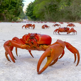 The red crabs on Christmas Island