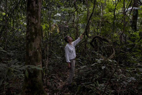Ricardo Rodrigues, a professor and a co-founder of the forest restoration company Re.green, shows a monkey ladder vine in Maracaçumé, Brazil.