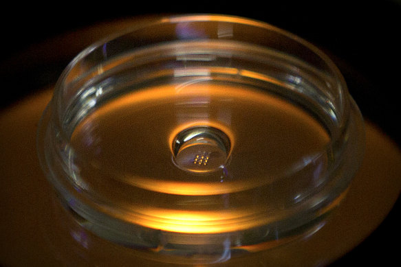 A microplate containing embryos that have been injected with Cas9 protein and PCSK9 sgRNA is seen in a laboratory in Shenzhen.