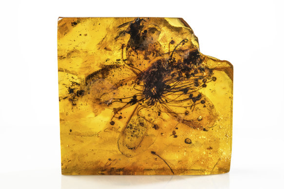 The largest-known fossilised flower to be preserved in amber. A study of the Baltic specimen offers new insights into what Europe’s climate was like some 35 million years ago.