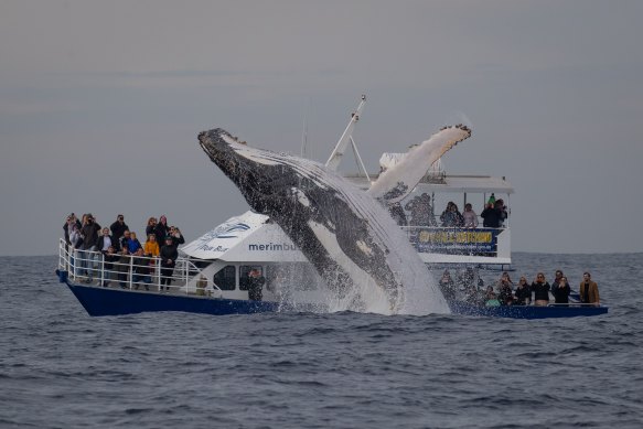 Whales jump out next to watching boats in Sydney Harbour.