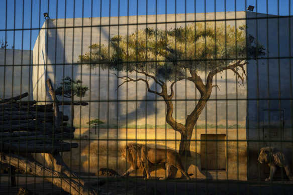Lions walk in their enclosure in Odessa, southern Ukraine, before the invasion.