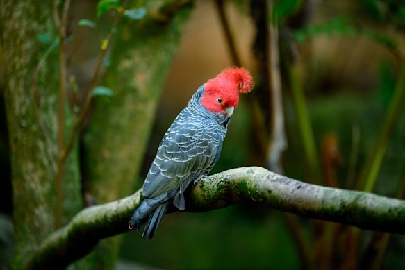 A gang-gang cockatoo at Taronga Zoo.