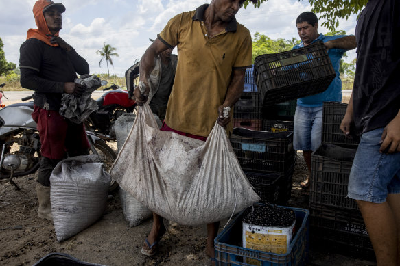 Workers unload açaí fruit at a farm run by Re.green, a forest restoration company, in Maracaçumé, Brazil.