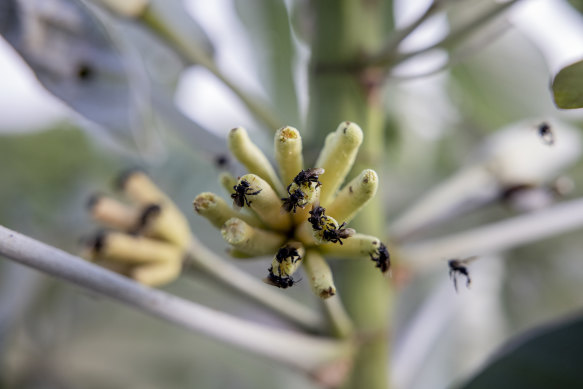 Insect pollinators return to a plant of the Mombak project in Mãe do Rio.