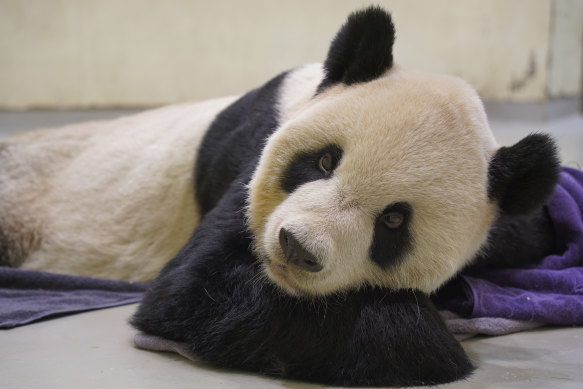 Hasta dev panda Tuan Tuan Cumartesi günü Tayvan'ın Taipei kentindeki Taipei Hayvanat Bahçesi'nde yerde yatıyor.