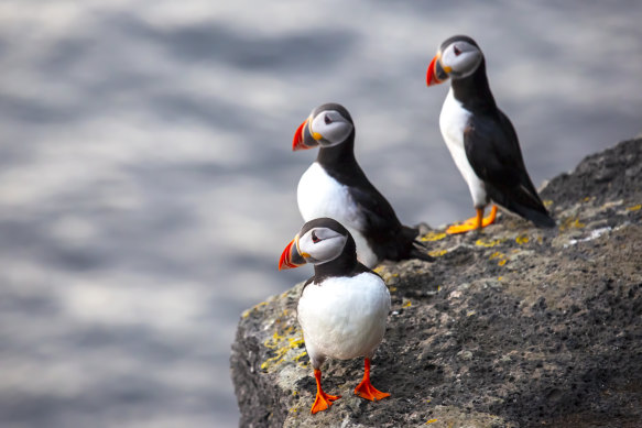 Puffins on Heimaey Island, Iceland.