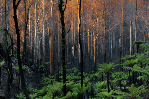 Lush regrowth after fires.