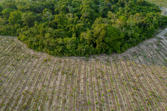 Tree seedlings on a former pasture that borders rainforest in Mãe do Rio, Brazil.