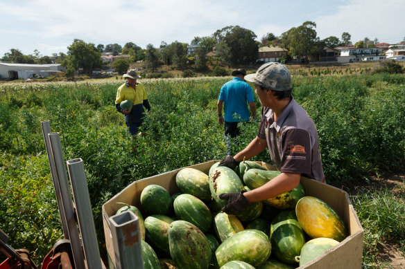 A report commissioned by the federal Agriculture Department is calling for an amnesty on undocumented farm workers to encourage them to come forward for COVID vaccination. 