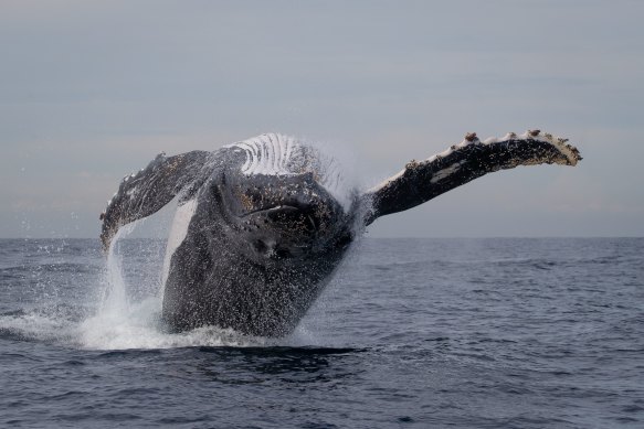 A whale jumps in an hour-long display.
