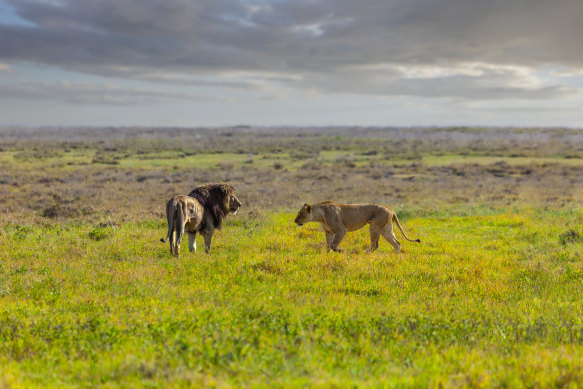 Safari 4WDs often form a viewing queue when there is a lion sighting.
