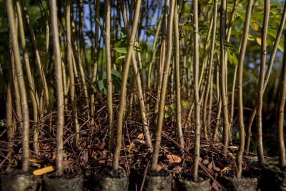 Young trees ready for planting at the Re.green farm in Maracaçumé.