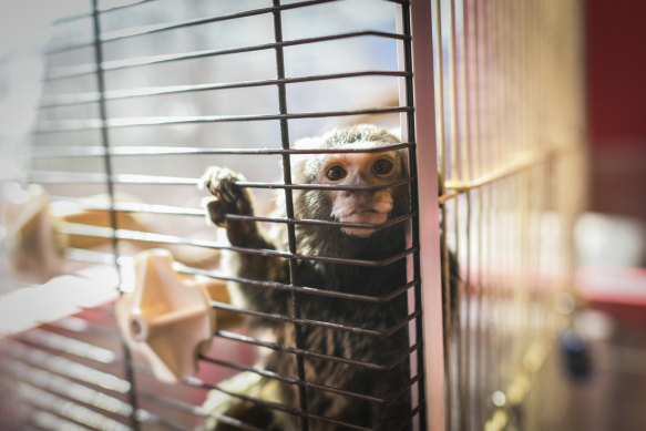A common marmoset is displayed inside a cage in an animal cafe in Tokyo, on March 14, 2023.