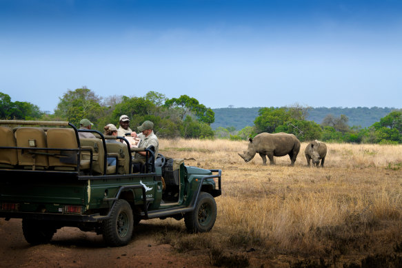 Rhino-spotting on safari in Phinda Private Game Reserve.