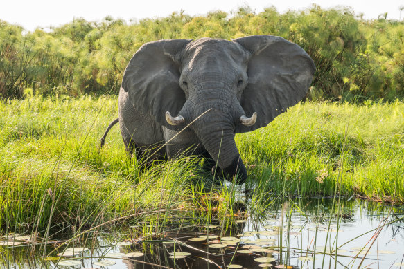 Elephants are a big tourist drawcard in Botswana, but overpopulation is now causing problems.