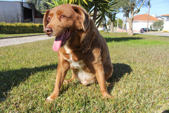 Bobi has broken the record for the oldest dog ever.